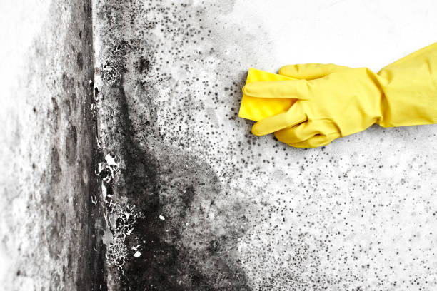 Best Black Mold Removal  in Warner, OK