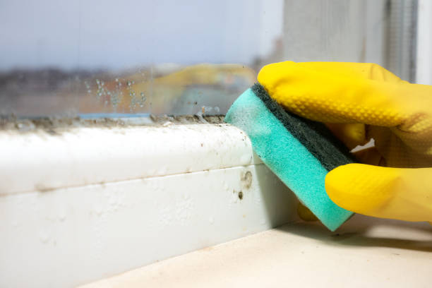 Best Mold Remediation Services  in Warner, OK