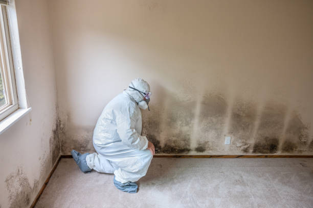 Professional Mold Removal in Warner, OK