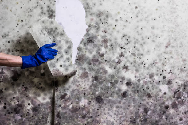 Best Emergency Mold Removal  in Warner, OK