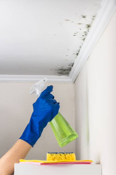 Best Same-Day Mold Removal  in Warner, OK