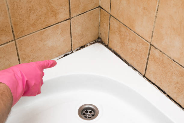 Best Fast Mold Removal  in Warner, OK